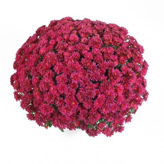 Хризантема черенок Late Concert Purple