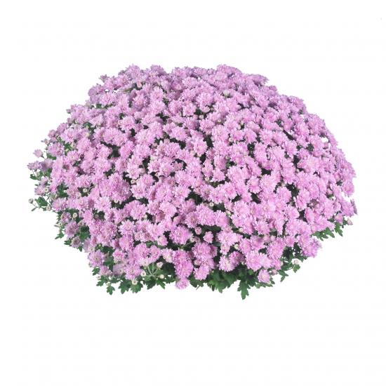 Хризантема черенок Late Pride Pink