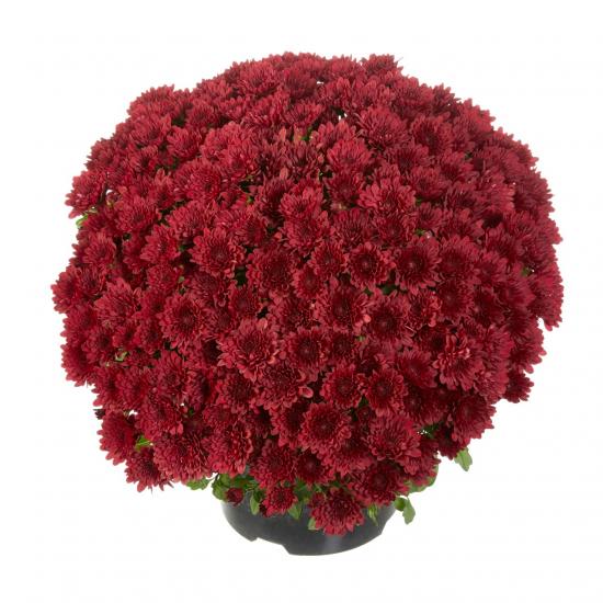 Хризантема черенок Sunbeam Buzz Merlot