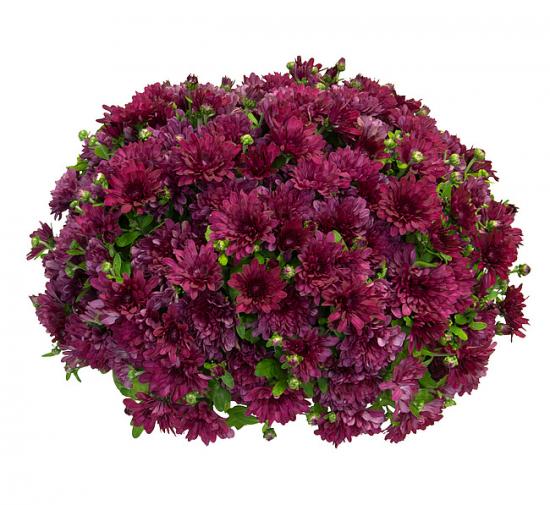 Хризантема черенок Sunbeam Buzz Purple