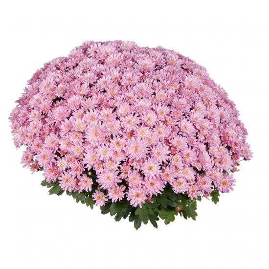 Хризантема черенок Sunbeam Flair Pink