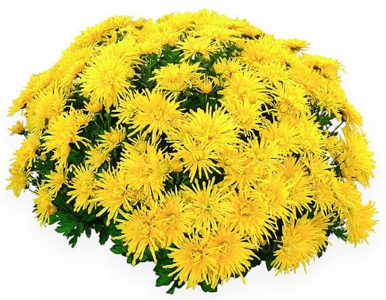 Хризантема черенок Coeur d’Anais Jaune