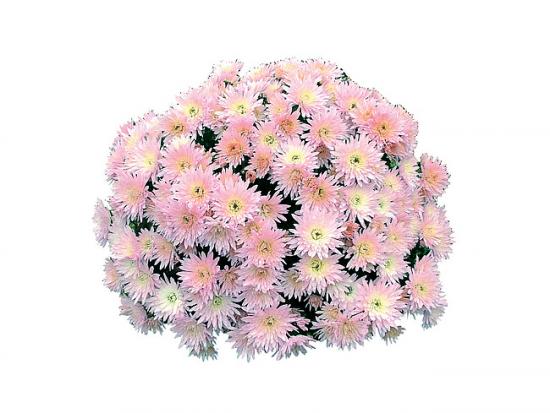 Хризантема черенок Coeur de Lorraine Perle