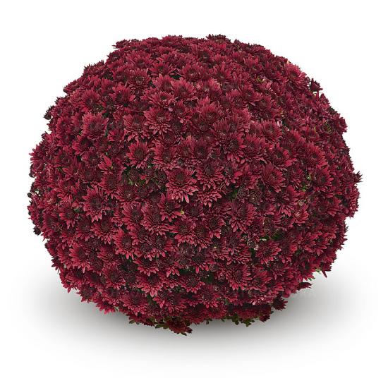 Хризантема черенок Sorini Red