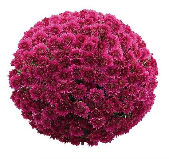 Хризантема черенок Coeur de Violette
