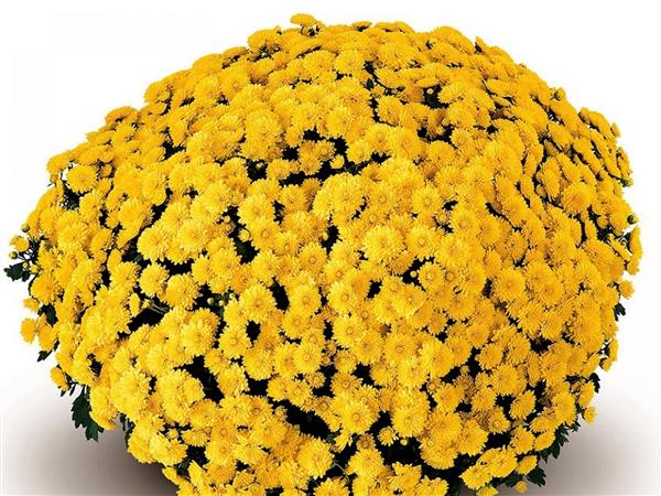 Хризантема черенок Matina (желтая)