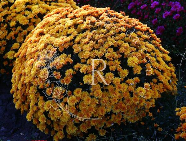 Хризантема черенок Staviski