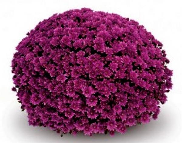 Хризантема черенок Mefisto (филетовый)