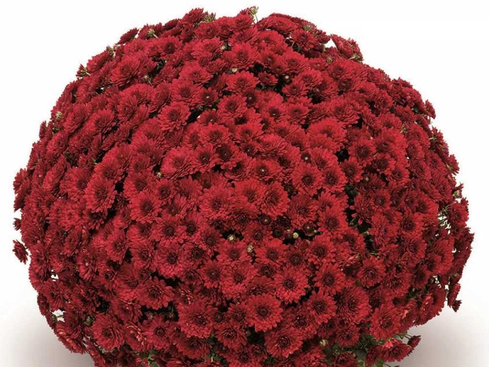 Хризантема черенок Lariva