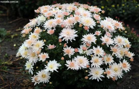 Хризантема черенок Aluga (белая)