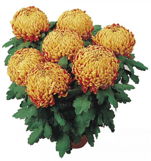 Хризантема черенок Passionnement Rouge