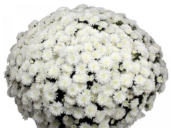 Хризантема черенок Belvedere белая