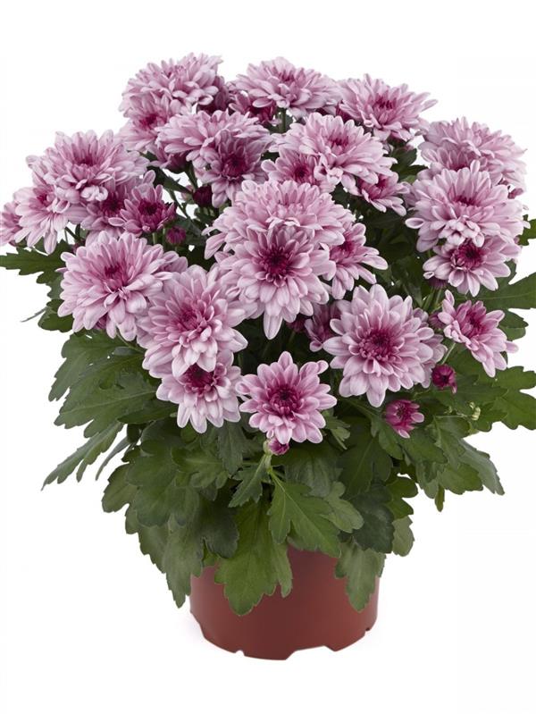 Хризантема черенок Mount Aubisque pink (розовая)