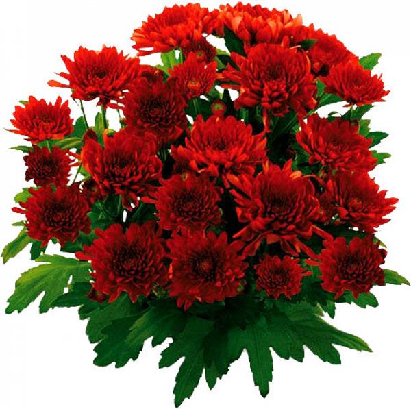 Хризантема черенок Milwaukee (красная)