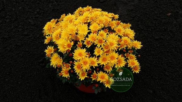 Хризантема Konako Gold черенок (золотистая) - новинка!