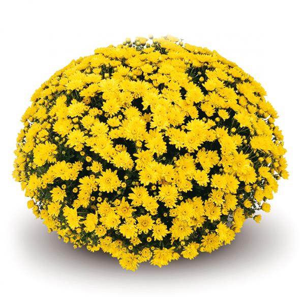 Хризантема черенок Aluga