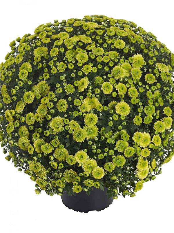 Хризантема черенок Verdissimo (фисташковый)