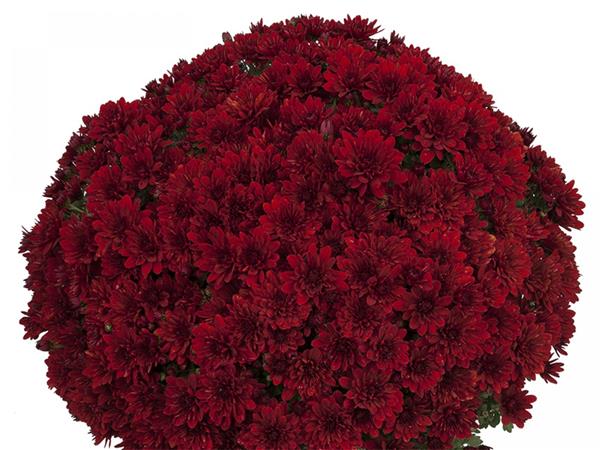 Хризантема черенок Loren Red