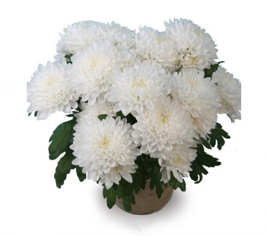 Хризантема черенок Aurelio