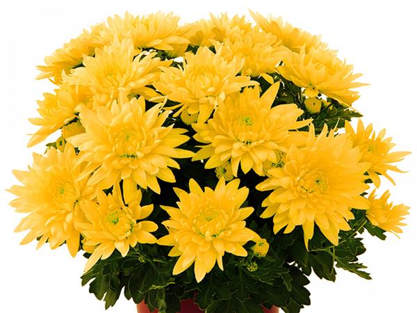 Хризантема саджанець Mount Gerlach (жовта)