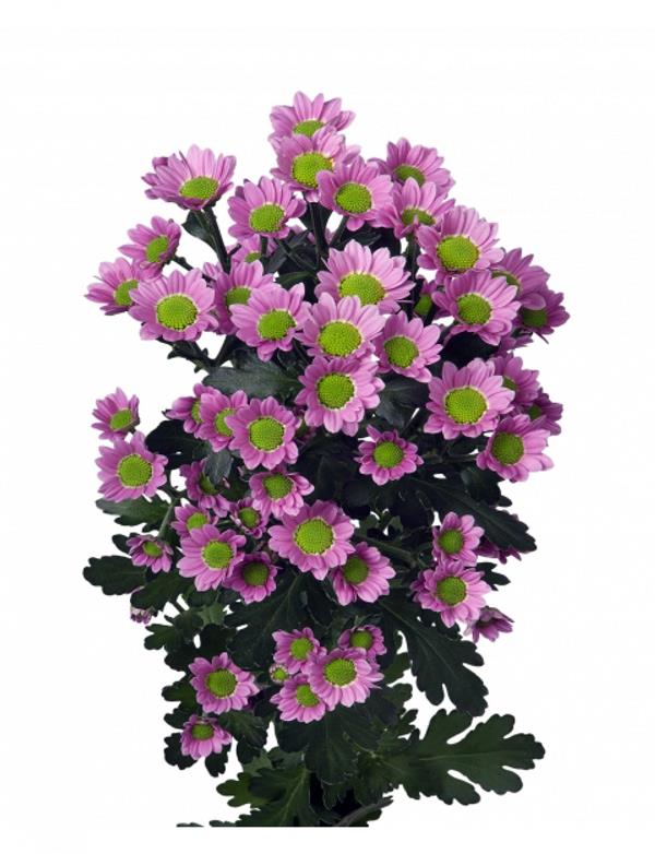 Хризантема саджанець Madiba (рожева)