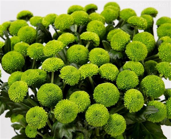 Хризантема черенок Celtic