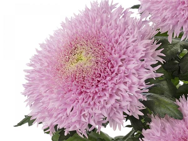 Хризантема черенок Etrusco (розовая)