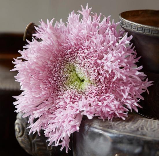 Хризантема саджанець Etrusco (рожева)