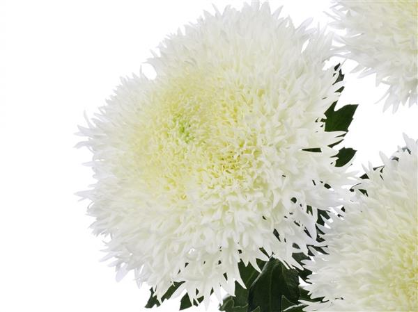 Хризантема саженец Etrusco White (белый)