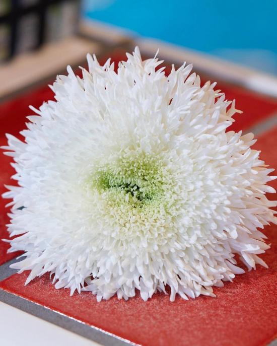 Хризантема саженец Etrusco White (белый)