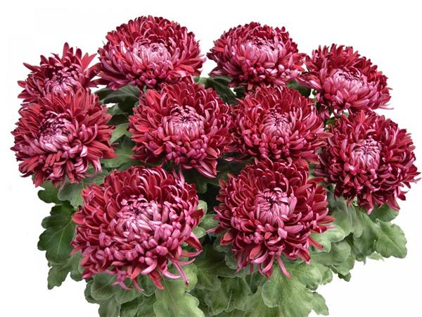 Хризантема черенок Freida