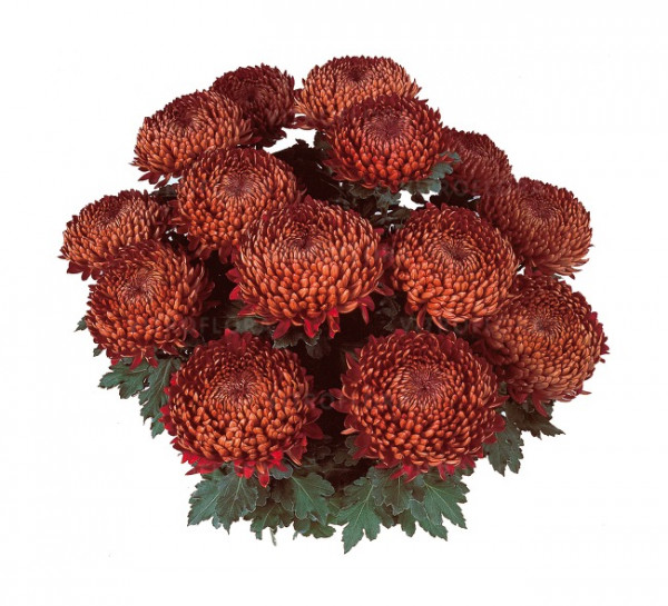 Хризантема черенок Tourbillon (бронзовая)