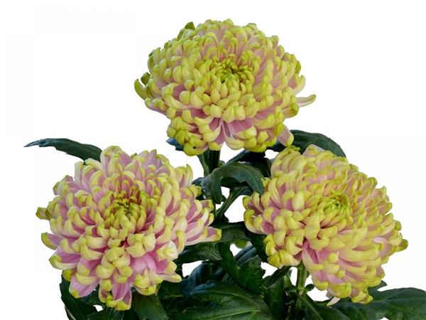 Хризантема черенок Rossano Charlotte