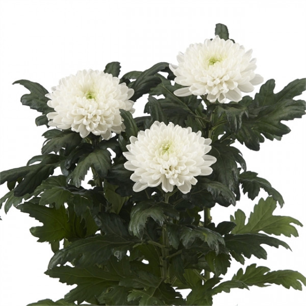 Хризантема черенок Rossano White