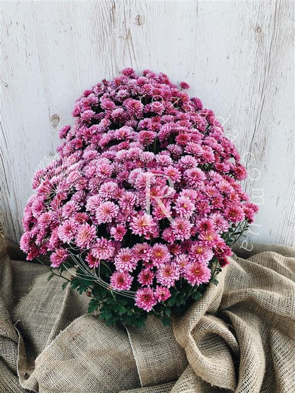 Хризантема черенок Padre Pink