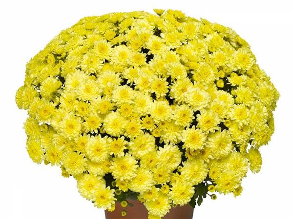 Хризантема черенок Padre Yellow