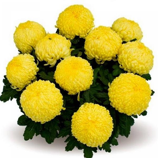 Хризантема черенок Clotidou (желтая)