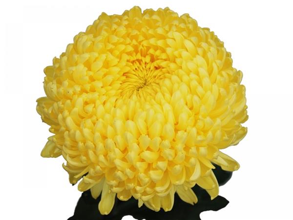 Хризантема черенок Кремист (лимон)
