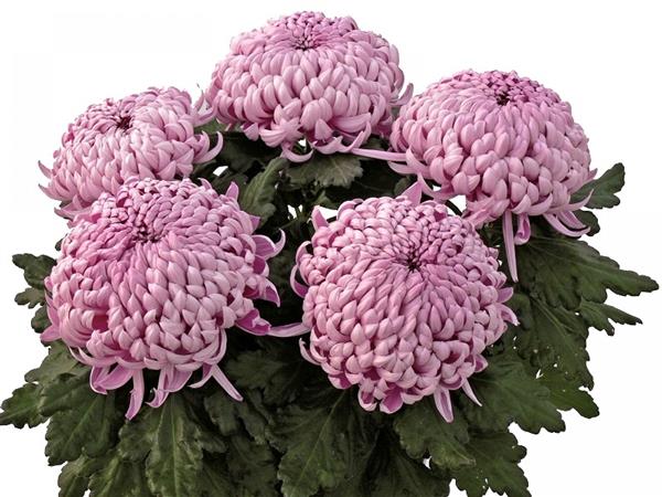 Хризантема черенок Faibelle