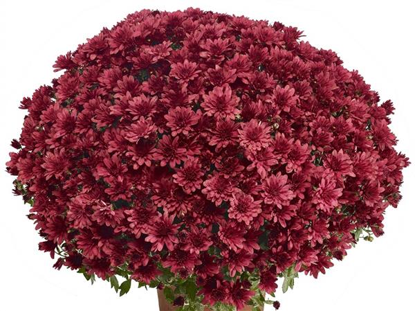 Хризантема черенок Arluno (красная)