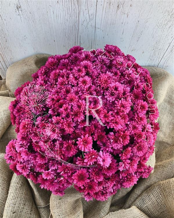 Хризантема черенок Arluno (фиолетовая)