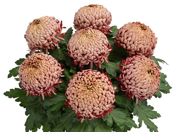 Хризантема черенок Irisa (розовая)