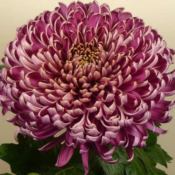 Хризантема черенок Bislet (фиолетовая)