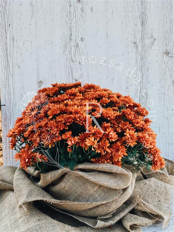 Хризантема черенок Konako - новинка!