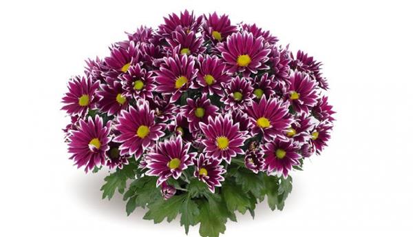 Хризантема черенок Ciao Purple (фиолетовая)