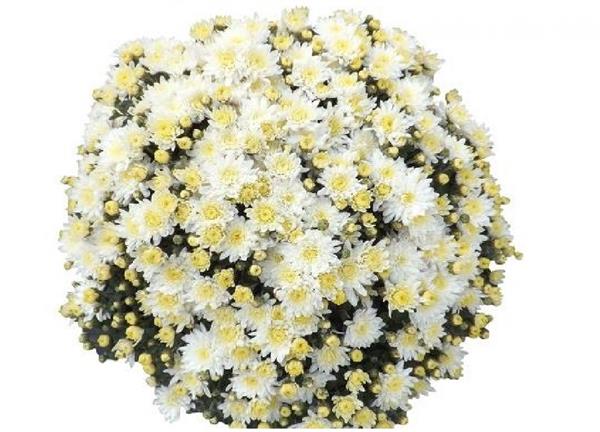 Хризантема черенок Sunbeam раняя (белая)