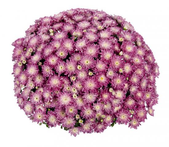 Хризантема черенок Свитанок (ранняя)