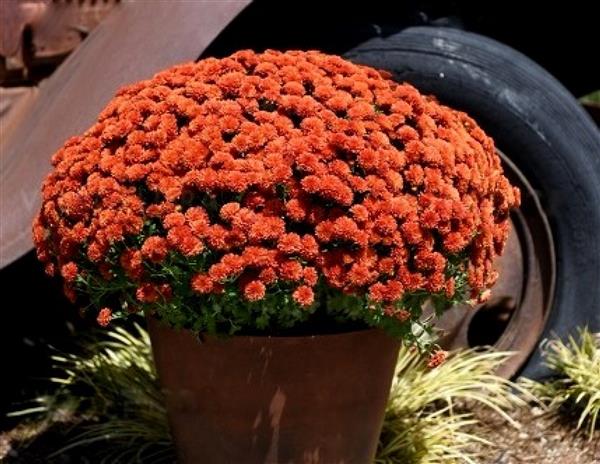 Хризантема черенок Свитанок (ранняя)