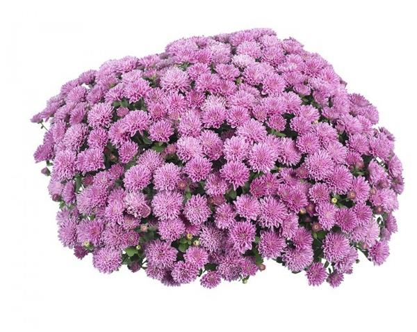 Хризантема черенок Свитанок (ранняя)