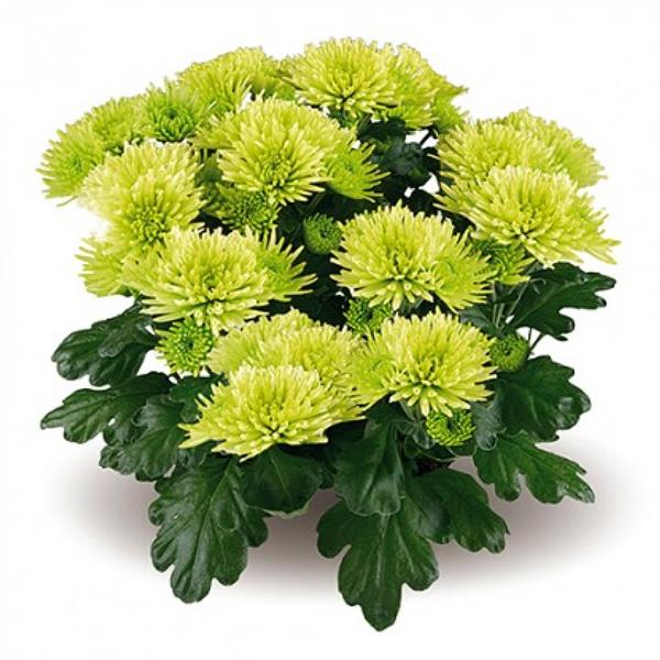 Хризантема черенок Mount Verde (зеленая)